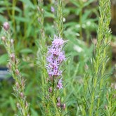 Dotted Blazing Star